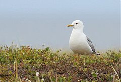 Short-billed Gull